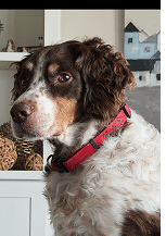 Jake - American Brittany Rescue