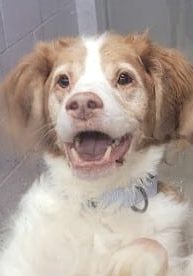 Cheeck Central New York SPCA