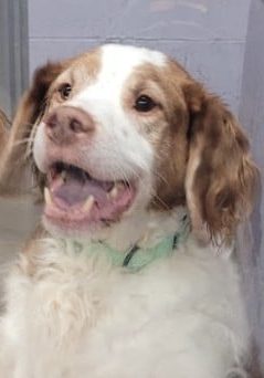 Chong- Central New York SPCA