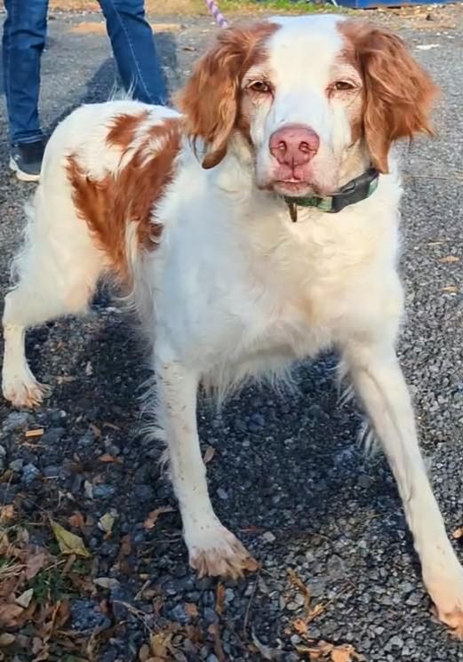 Zac Shelter NY- Courtesy Listing for on website